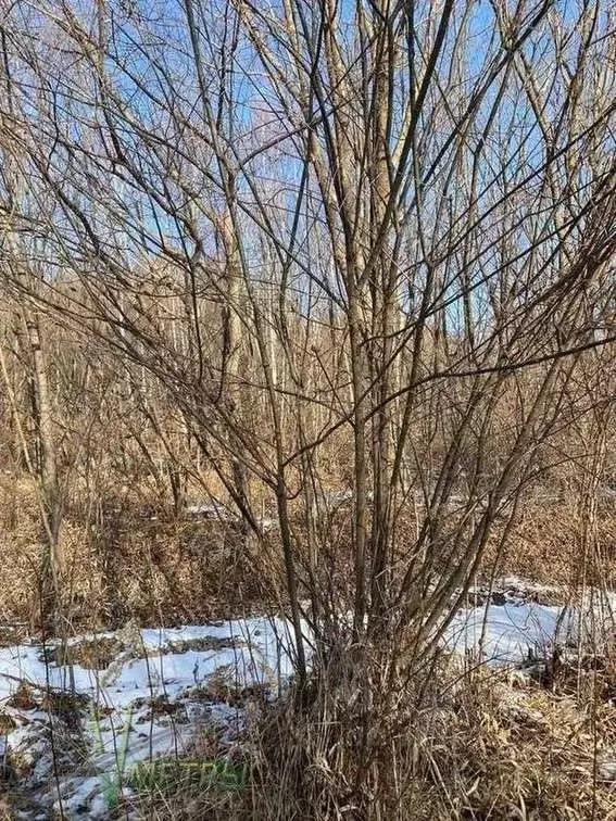 Участок в Приморский край, Надеждинский район, пос. Таежный  (154.0 ... - Фото 2