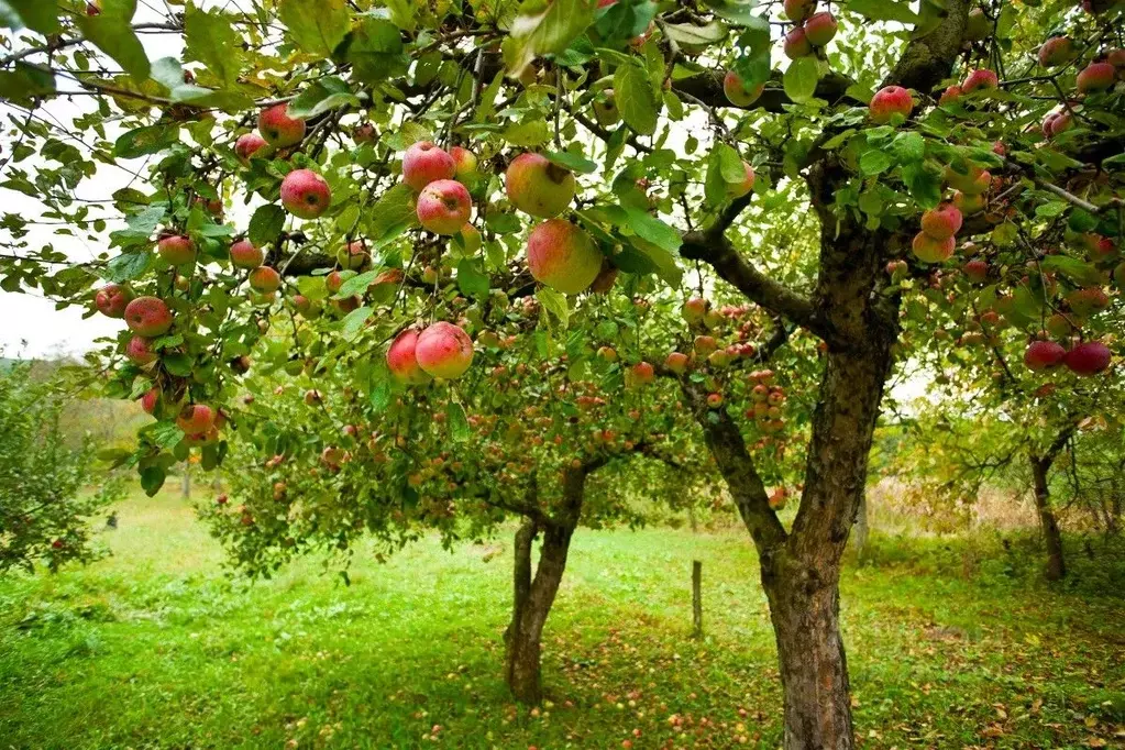 Участок в Ростовская область, Мясниковский район, Краснокрымское ... - Фото 0