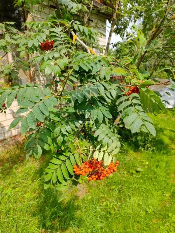 Дом в Калужская область, Дзержинский муниципальный округ, Дворцы ... - Фото 2
