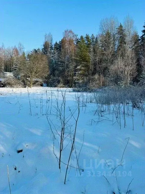 Участок в Ленинградская область, Выборгский район, Каменногорское ... - Фото 1