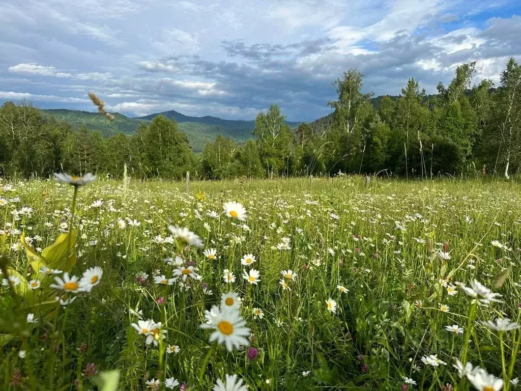 Участок в Алтай, Чемальский район, с. Бешпельтир  (3.35 сот.) - Фото 1