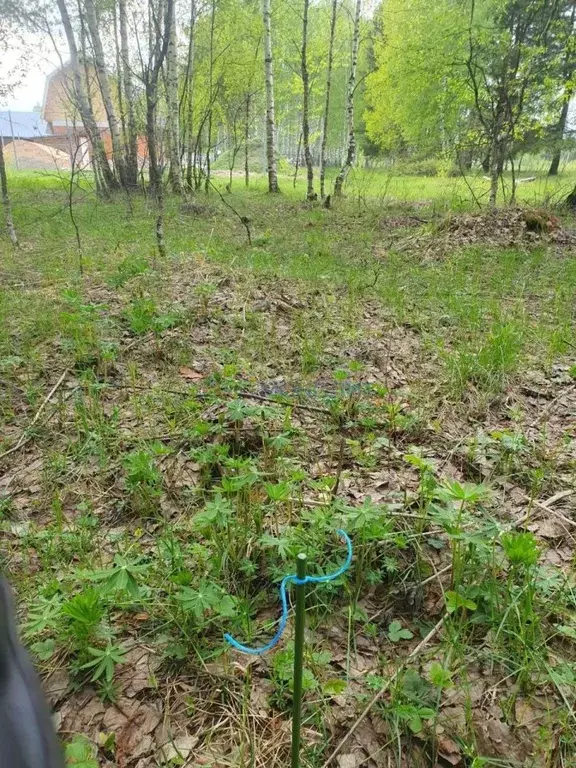 Участок в Нижегородская область, Бор муниципальный округ, д. Ежово  ... - Фото 2