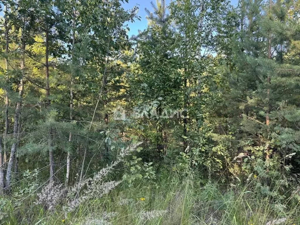 Участок в Карелия, Кондопожское городское поселение, пос. Березовка  ... - Фото 1