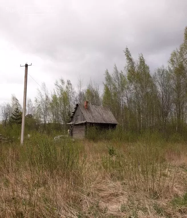 Участок в Чудовский район, деревня Вяжищи, Лесная улица (20.8 м) - Фото 1