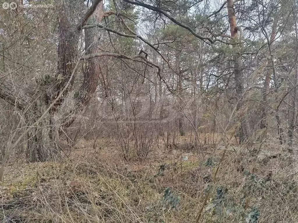 Участок в Нижнетавдинский район, село Тюнево (13 м) - Фото 1