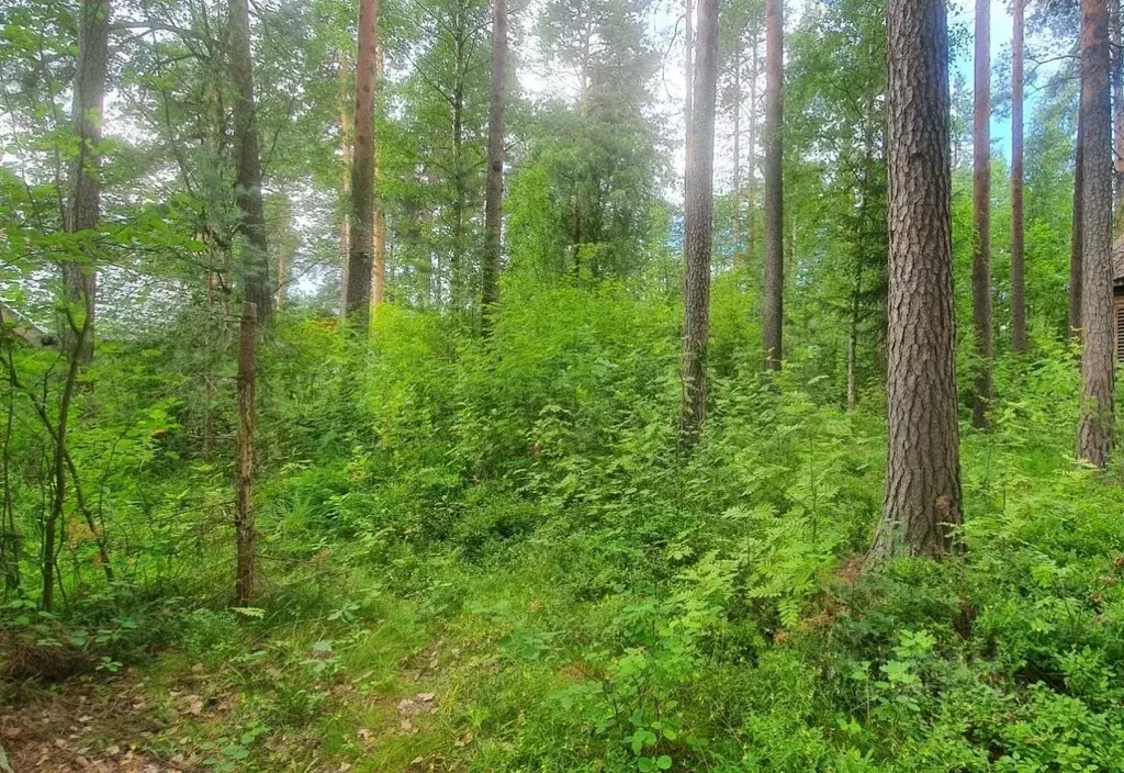 Участок в Ленинградская область, Гатчинский муниципальный округ, ... - Фото 0