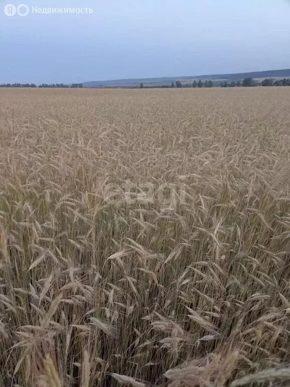 Участок в Инзенский район, село Коржевка (87696 м) - Фото 0