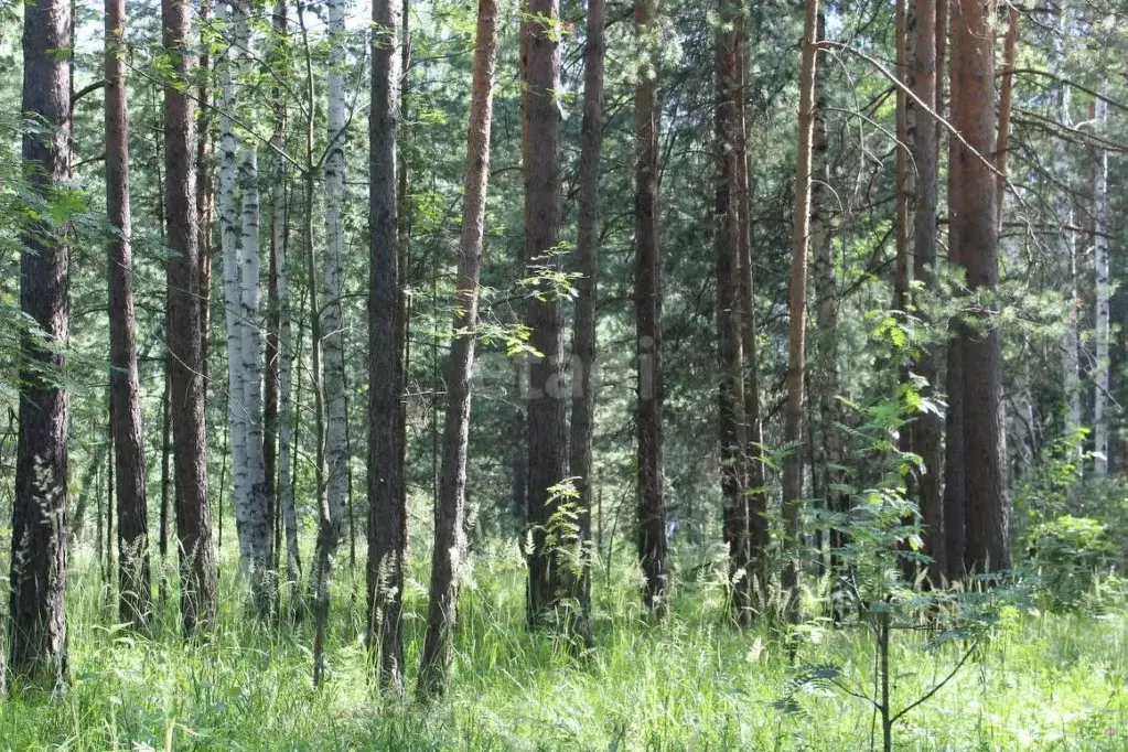 Участок в Свердловская область, Полевской муниципальный округ, с. ... - Фото 1
