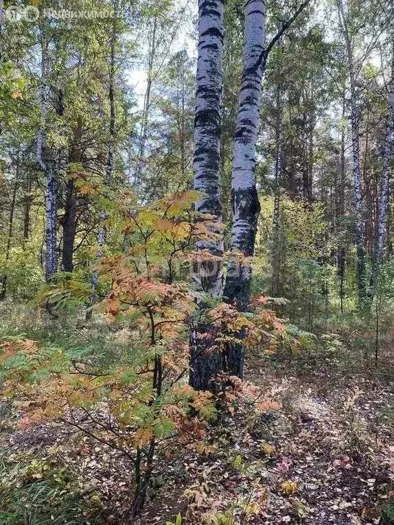 Участок в Тюмень, ДНТСН Зелёный Бор (10.14 м) - Фото 0