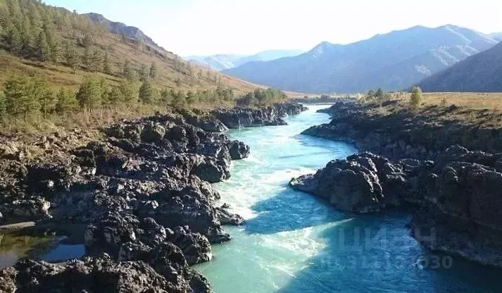 Участок в Алтай, Чемальский район, с. Куюс Центральная ул. (11.86 ... - Фото 1