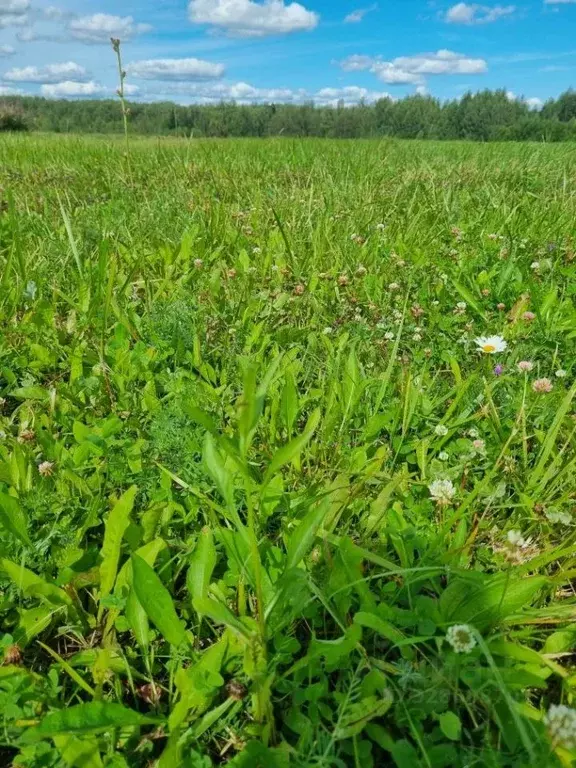 Участок в Ивановская область, Ивановский муниципальный округ, д. ... - Фото 1
