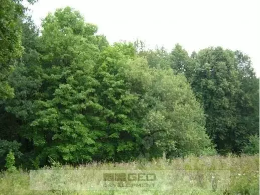 Участок, 300 сот., сельхоз (снт или днп) - Фото 1