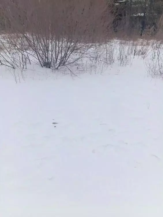 Участок в Иркутская область, Иркутский муниципальный округ, с. ... - Фото 0