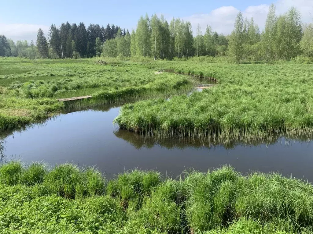 Участок в Ленинградская область, Гатчинский район, Вырица городской ... - Фото 1