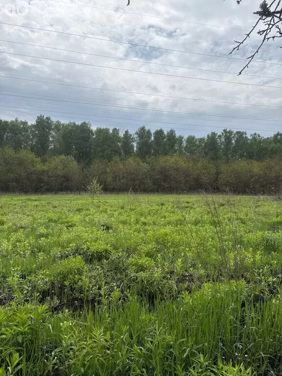 Участок в Железногорск, СДТ Горняк, зона Рясник (6 м) - Фото 1