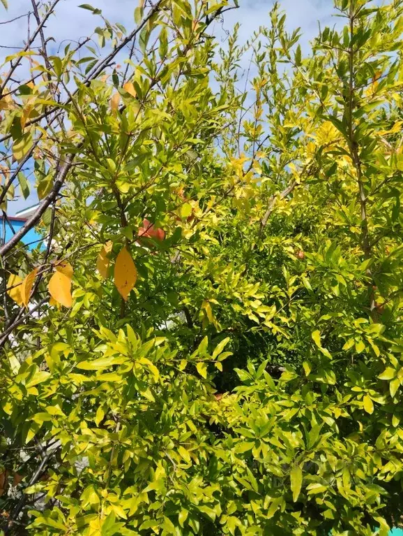 Дом в Крым, Ленинский район, Войковское с/пос, с. Курортное  (60 м) - Фото 2