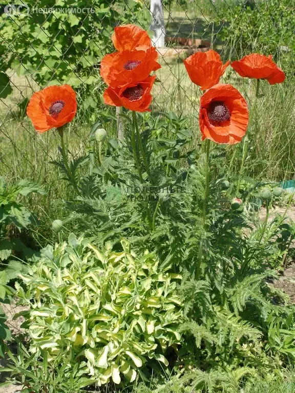 Участок в Сакский район, Столбовское сельское поселение, село Лушино, ... - Фото 2