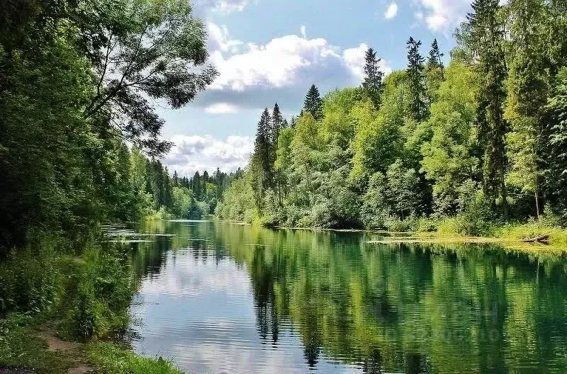 Участок в Ленинградская область, Волосовский район, Клопицкое с/пос, ... - Фото 1