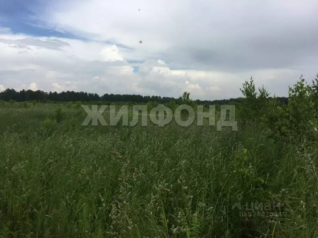 Участок в Новосибирская область, Мошковский район, Индия кп, ... - Фото 1