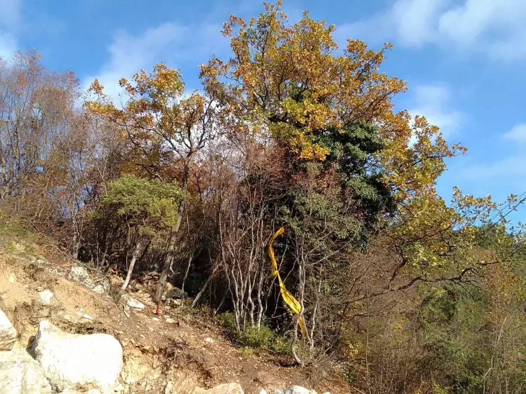 Участок в Крым, Ялта ул. Большевистская (10.0 сот.) - Фото 2