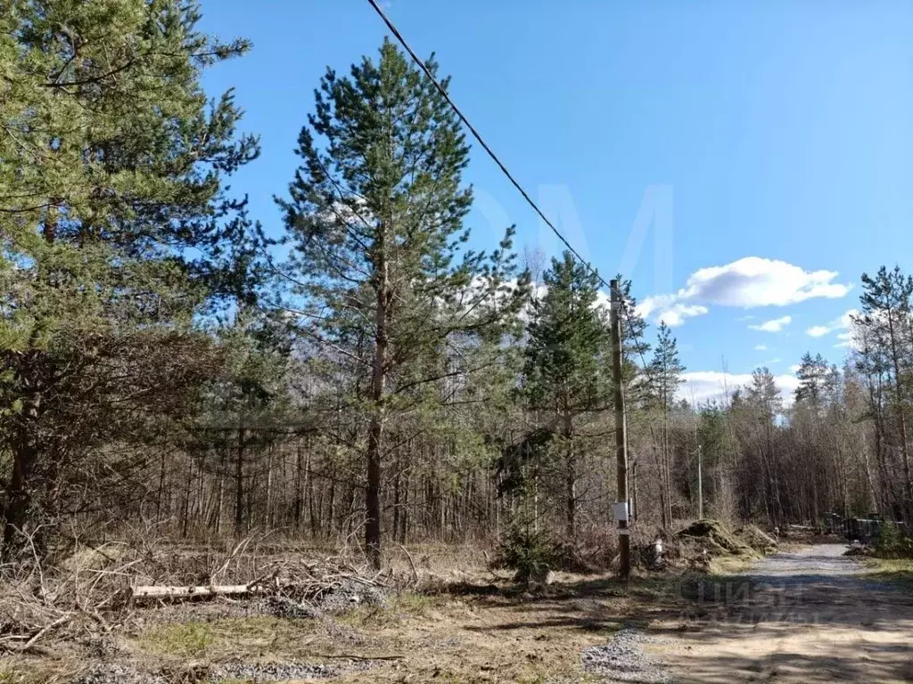 Участок в Ленинградская область, Приозерский район, Красноозерное ... - Фото 0