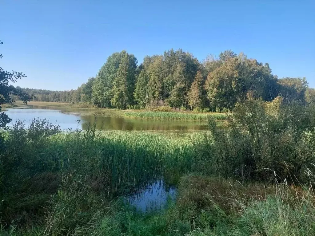 Участок в Ленинградская область, Выборгский район, Приморское ... - Фото 0