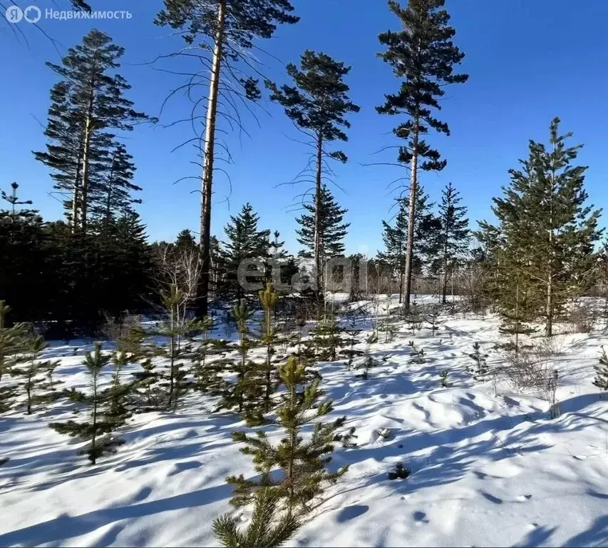 Участок в село Смоленка, урочище Лесное (11 м) - Фото 1