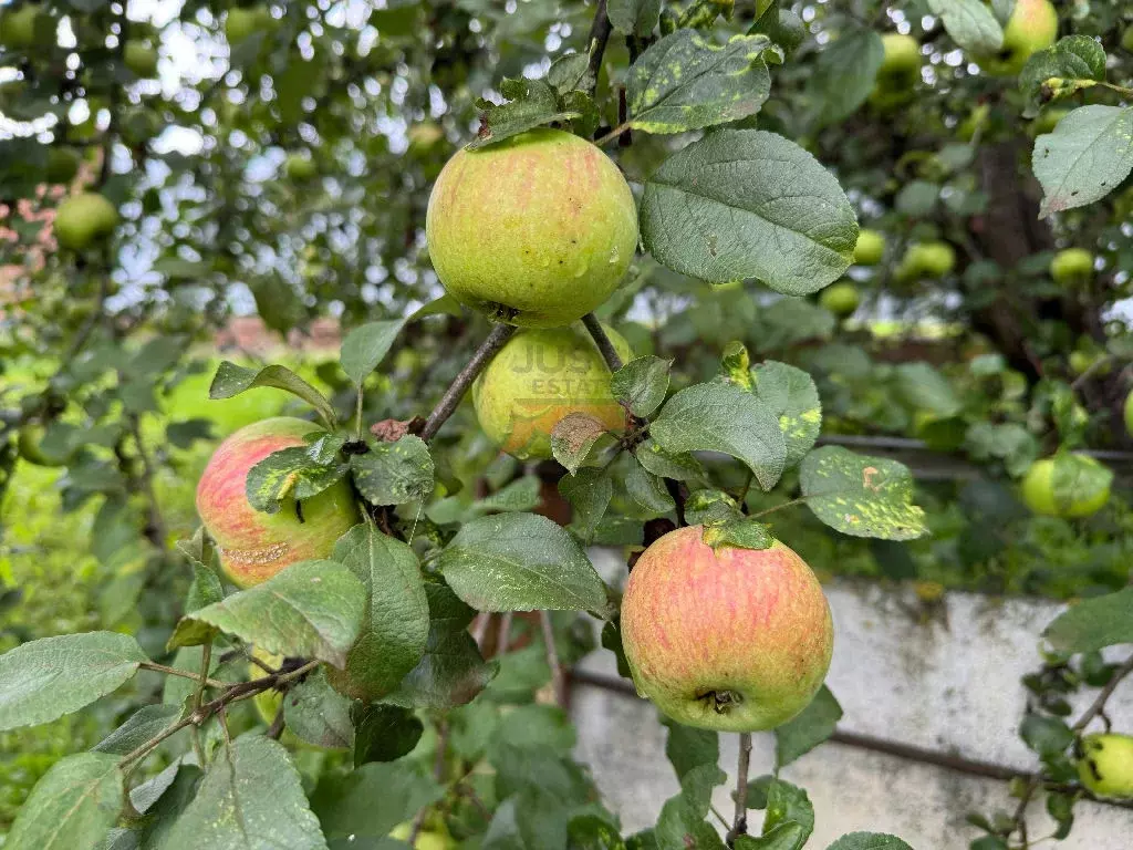 Продается дом в с. Лучинское - Фото 2