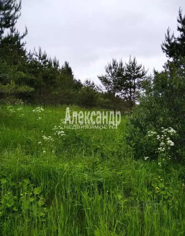 Участок в Карелия, Лахденпохский муниципальный округ, пос. Оппола  ... - Фото 1