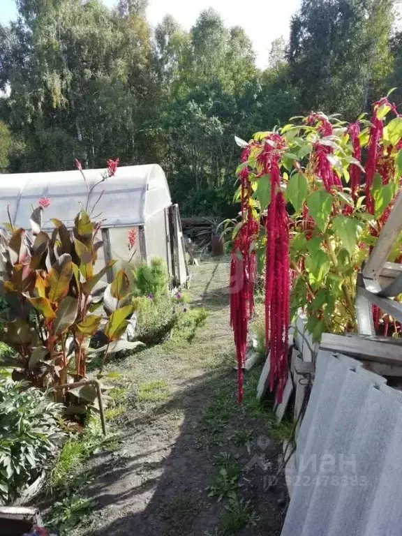 Дом в Кемеровская область, Новокузнецкий муниципальный округ, Рябинка ... - Фото 1