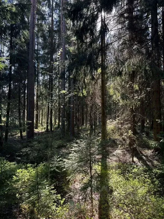 Участок в Санкт-Петербург пос. Репино,  (153.0 сот.) - Фото 1