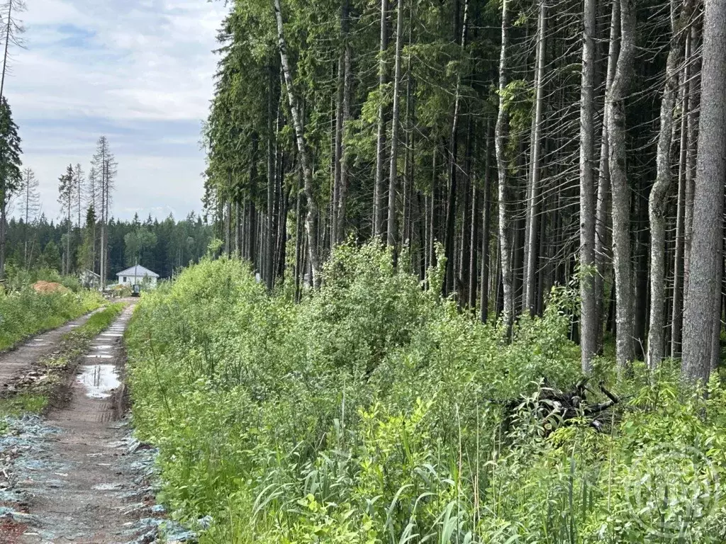 Участок в Ленинградская область, Сертолово Всеволожский район, Медное ... - Фото 1