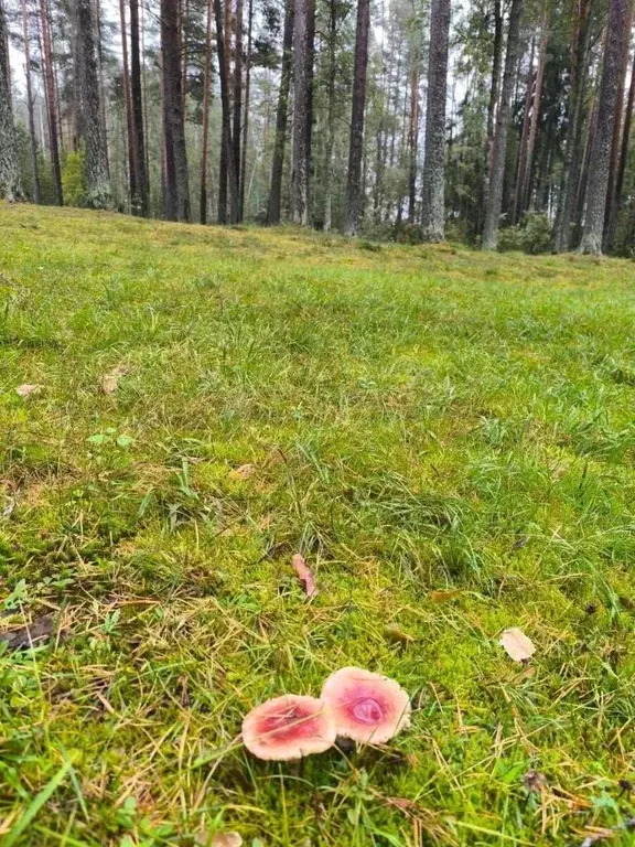 Участок в Ленинградская область, Подпорожский район, Винницкое с/пос, ... - Фото 1