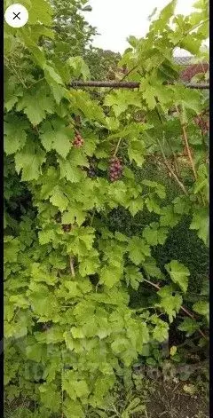 Дом в Алтайский край, Барнаул Власихинская ул., 67А (15 м) - Фото 1