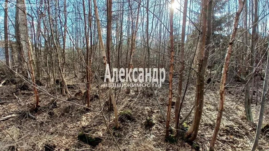 Участок в Форносовское городское поселение, садоводческое ... - Фото 2