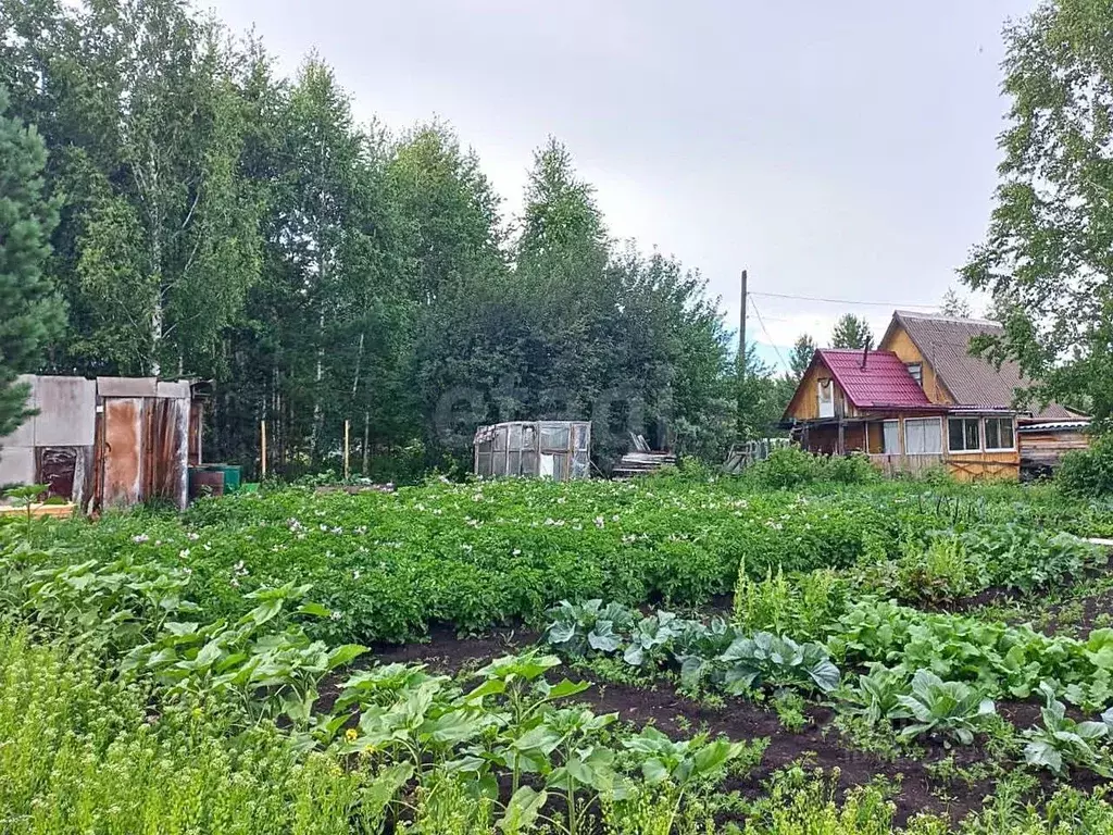 Участок в Красноярский край, Емельяновский район, Шуваевский ... - Фото 0