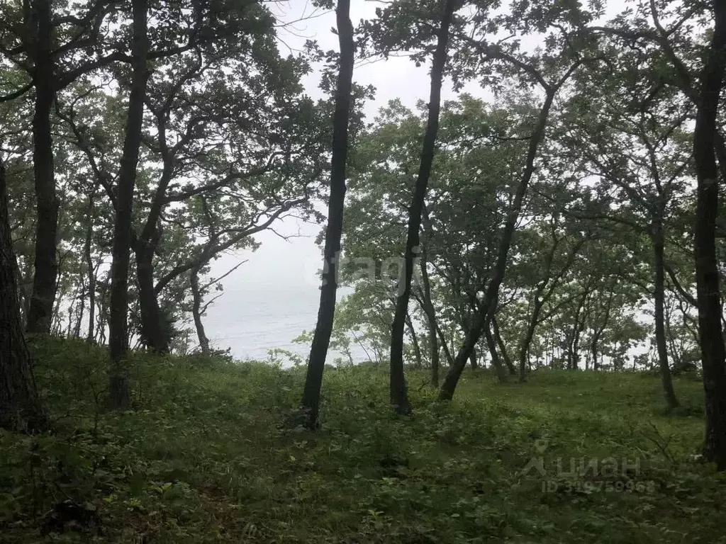 Участок в Приморский край, Ольгинский муниципальный округ, пос. ... - Фото 1