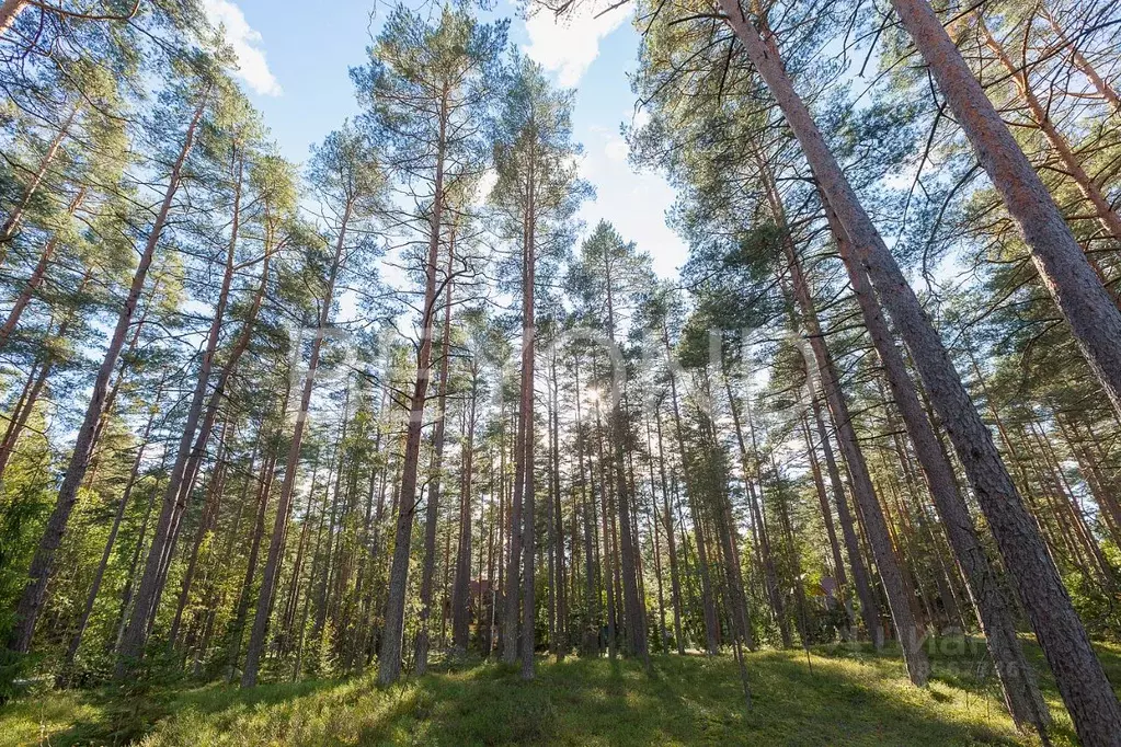 Участок в Санкт-Петербург пос. Комарово, просп. Лесной (60.0 сот.) - Фото 0