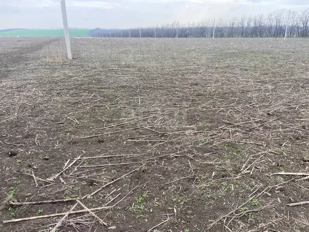 Участок в Ростовская область, Мясниковский район, с. Большие Салы ул. ... - Фото 2