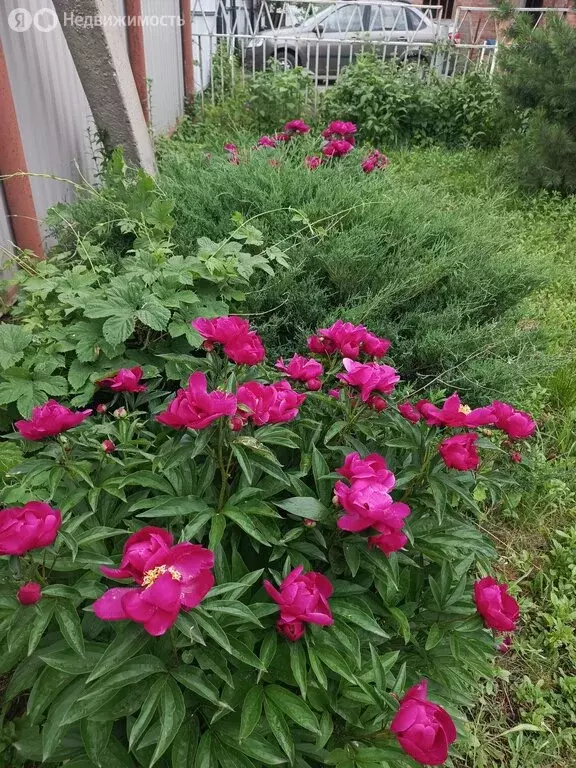 Дом в сельское поселение Тимофеевка, СНТ Сборщик, 27-я улица, 2412 (40 ... - Фото 1