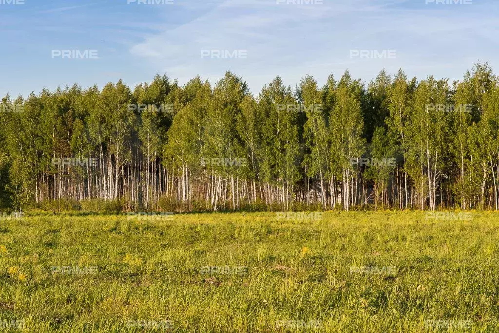 Участок 12 сот. (ИЖС) - Фото 0