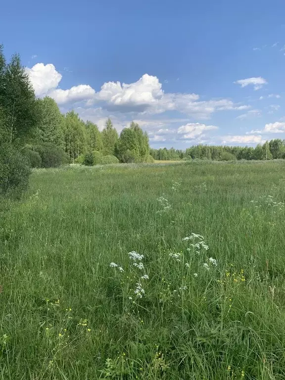 Участок в Новгородская область, Новгородский район, Савинское с/пос  ... - Фото 0