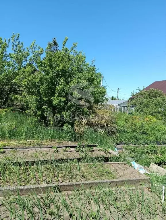 Участок в Пермский край, Чайковский городской округ, с. Ольховка ул. ... - Фото 2