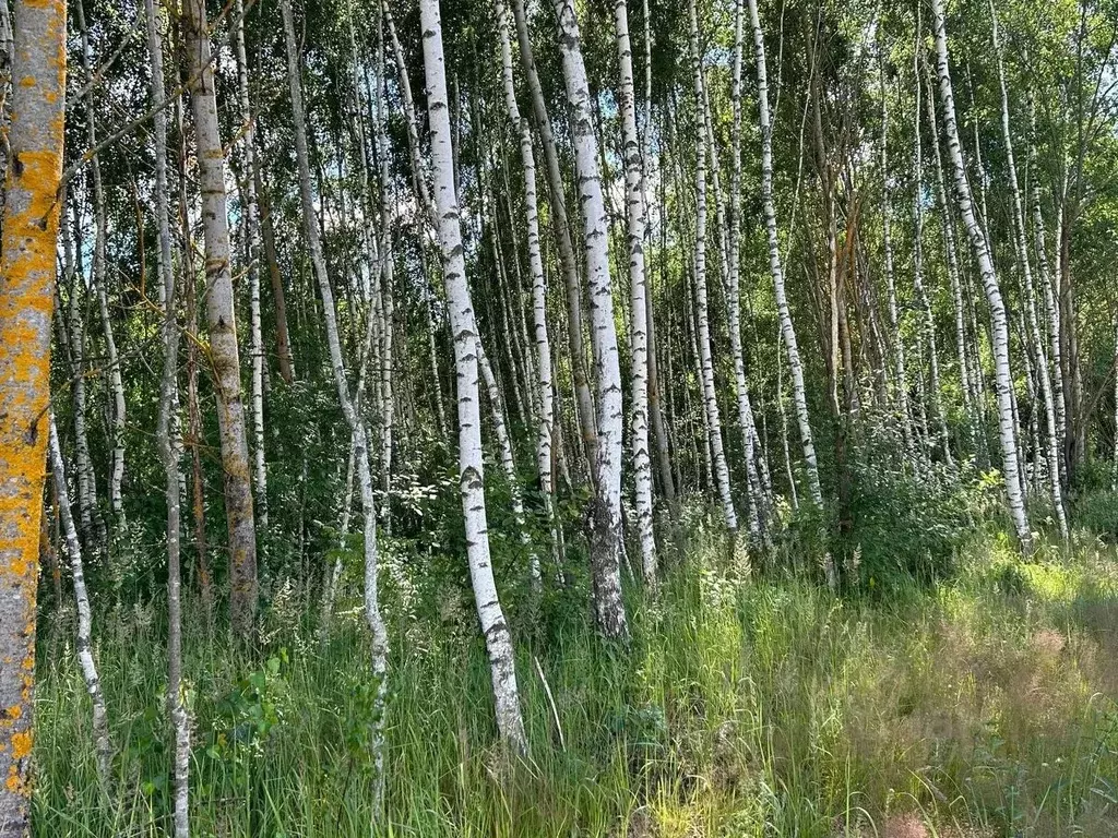 Участок в Московская область, Шатура муниципальный округ, пос. ... - Фото 1