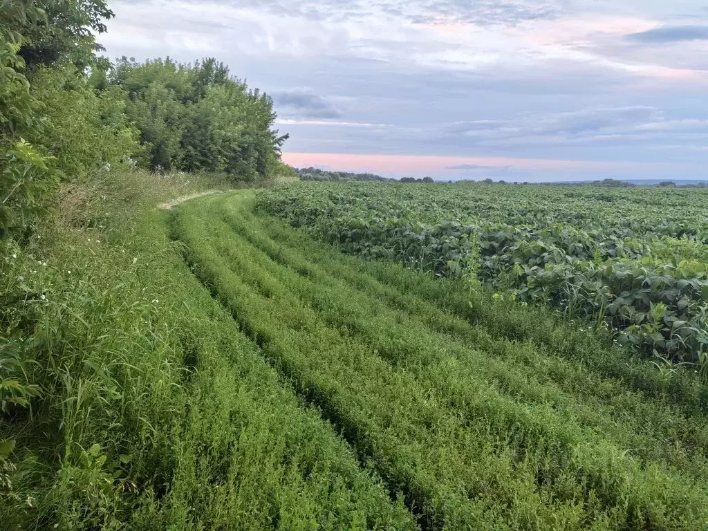 Дом в Пензенская область, Лунинский район, с. Манторово ул. Свердлова, ... - Фото 2