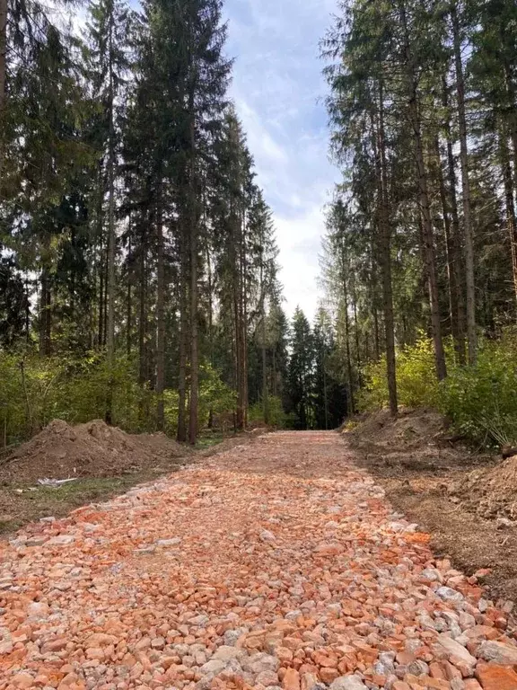 Участок в Московская область, Одинцовский городской округ, Рига лес кп ... - Фото 2