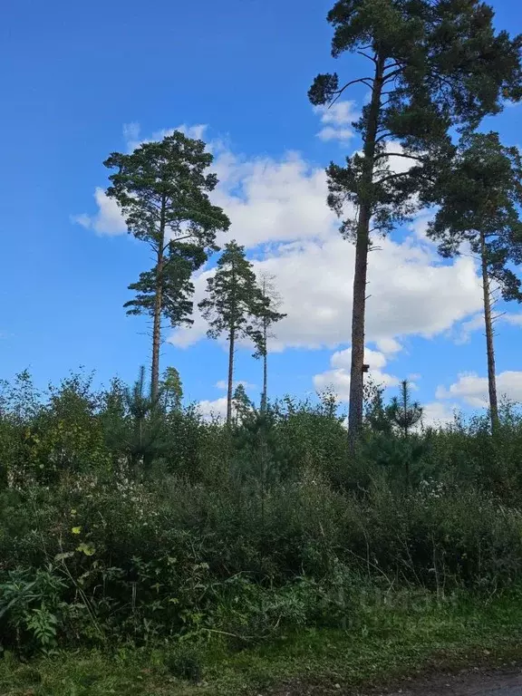 Участок в Московская область, Звенигород Одинцовский городской округ,  ... - Фото 1