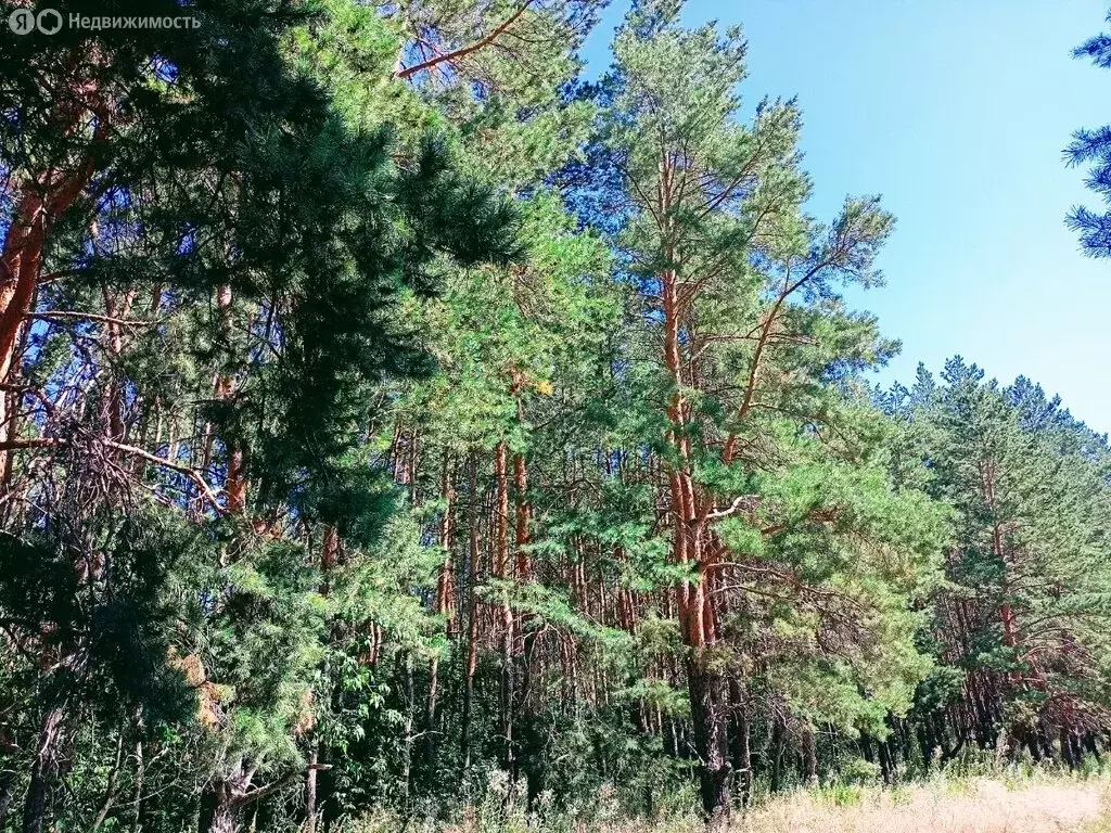 Участок в Красноярский район, СН Т УР 65/10 (8 м) - Фото 1