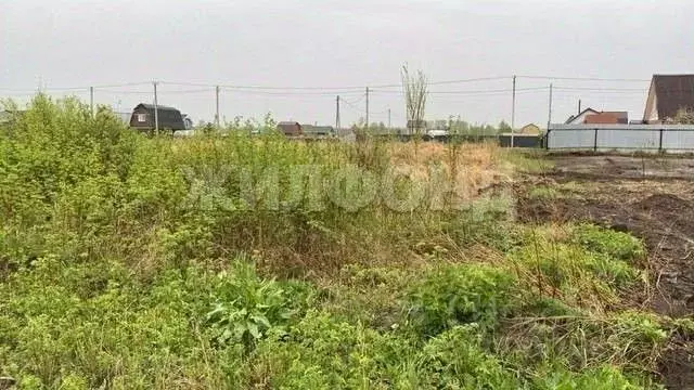 Участок в Новосибирская область, Новосибирский район, Кубовинский ... - Фото 1