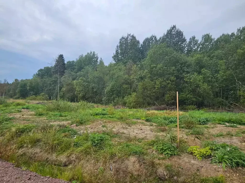 Участок в Ленинградская область, Всеволожский район, Лесколовское ... - Фото 1